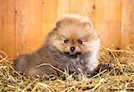 Pomeranian puppy on a straw on a background of wooden boards