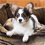 Papillon Puppy in bed on wooden background