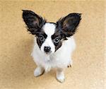 Papillon puppy looking at camera from bottom up