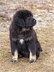 Cute black puppy Tibetan Mastiff sitting on ground