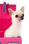 portrait of a cute purebred  chihuahua in suitcase in front of white background