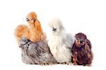 group of bantam silkies on a white background