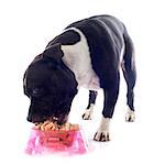 portrait of a staffordshire bull terrier eating in front of white background
