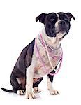 portrait of a staffordshire bull terrier and pearl collar in front of white background