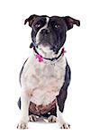 portrait of a staffordshire bull terrier in front of white background