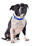 portrait of a staffordshire bull terrier with an english collar in front of white background