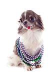 portrait of a cute purebred  puppy chihuahua with jewelry in front of white background