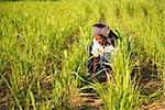 Traditional Asian male farmer working in corn field