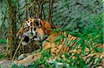 Siberian tiger (Panthera tigris altaica) in a Zoo, Germany