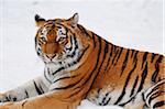 Siberian tiger (Panthera tigris altaica) in wintertime in a Zoo, Germany