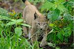 Eurasian lynx (Lynx lynx) cub in the forest, Hesse, Germany