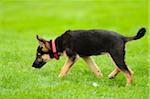 German Shepherd Dog youngster in a meadow, bavaria, germany