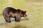 Eurasian brown bear (Ursus arctos arctos) youngster in water, Bavarian forest, Germany