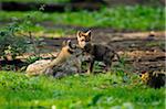 Eurasian wolves (Canis lupus lupus) mother with her pup in the forest, Bavaria, Germany