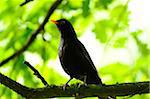 Common Blackbird (Turdus merula) male sitting on a branch, Bavaria, Germany