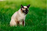 An adult Siamese cat on a meadow, bavaria, germany.