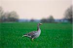 Greylag Goose or Wild Goose (Anser anser) standing in a meadow, Bavaria, Germany