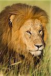 Portrait of Male Lion (Panthera leo) Walking in Tall Grass, Maasai Mara National Reserve, Kenya, Africa