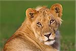 Portrait of Young Male Lion (Panthera leo), Maasai Mara National Reserve, Kenya, Africa