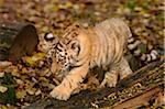 Siberian tiger (Panthera tigris altaica) cub in a Zoo, Germany