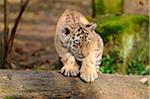 Siberian tiger (Panthera tigris altaica) cub in a Zoo, Germany