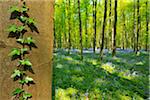 Ivy Climbing up Beech Tree Trunk in Forest with Bluebells in Spring, Hallerbos, Halle, Flemish Brabant, Vlaams Gewest, Belgium