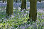 Beech Tree Trunks with Bluebells in Spring, Hallerbos, Halle, Flemish Brabant, Vlaams Gewest, Belgium