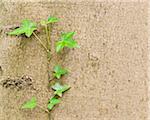 Ivy Growing on Beech Tree Trunk in Spring, Hallerbos, Halle, Flemish Brabant, Vlaams Gewest, Belgium