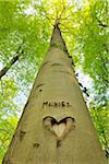 Heart and Name Carved into Beech Tree Trunk, Hallerbos, Halle, Flemish Brabant, Vlaams Gewest, Belgium