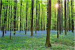 Sun through Beech Forest with Bluebells in Spring, Hallerbos, Halle, Flemish Brabant, Vlaams Gewest, Belgium