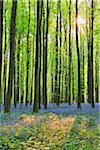 Sun through Beech Forest with Bluebells in Spring, Hallerbos, Halle, Flemish Brabant, Vlaams Gewest, Belgium