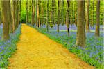 Path through Beech Forest with Bluebells in Spring, Hallerbos, Halle, Flemish Brabant, Vlaams Gewest, Belgium