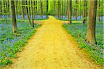 Path with Crossroads in Beech Forest with Bluebells in Spring, Hallerbos, Halle, Flemish Brabant, Vlaams Gewest, Belgium