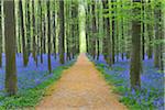 Path through Beech Forest with Bluebells in Spring, Hallerbos, Halle, Flemish Brabant, Vlaams Gewest, Belgium