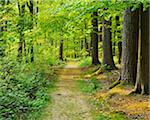 Path through Forest in Spring, Hallerbos, Halle, Flemish Brabant, Vlaams Gewest, Belgium