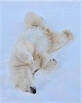 Polar Bear (Ursus maritimus) Lying in Snow