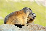 Alpine Marmots, Marmota marmota, Hohe Tauern National Park, Grossglockner High Alpine Road, Carinthia, Austria, Europe