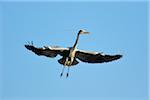 Grey Heron, Ardea cinerea, in flight, Spring, Franconia, Bavaria, Germany, Europe