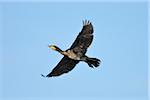 Great Cormorant, Phalacrocorax carbo, in flight, Spring, Franconia, Bavaria, Germany, Europe