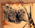 Lionesses Stalking