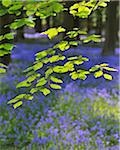 Beech Leaves with Bluebells in Spring, Hallerbos, Halle, Flemish Brabant, Vlaams Gewest, Belgium