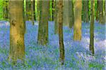 Beech Forest with Bluebells in Spring, Hallerbos, Halle, Flemish Brabant, Vlaams Gewest, Belgium