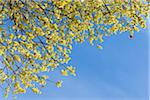 Flowering Goat Willow (Salix caprea) with Male Willow Catkins in Spring, Franconia, Bavaria, Germany