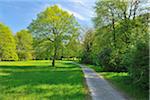 Pathway with Meadow in Spring, Aschaffenburg, Bavaria, Germany