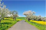 Road with Blooming Apple Trees in Spring, Schmachtenberg, Spessart, Bavaria, Germany