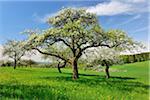 Blooming Apple Trees in Spring, Moenchberg, Spessart, Bavaria, Germany