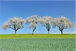 Row of Blossoming Apple Trees in Spring, Monchberg, Spessart, Bavaria, Germany