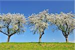 Blossoming Apple Trees in Spring, Monchberg, Spessart, Bavaria, Germany