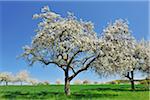 Blossoming Apple Trees in Spring, Monchberg, Spessart, Bavaria, Germany
