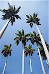 Looking up at Palm Trees and Blue Sky, Havana, Cuba